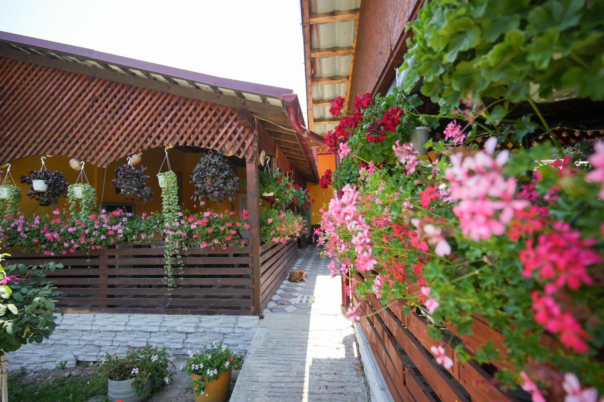 Casa Ion Apartment Horezu Exterior photo